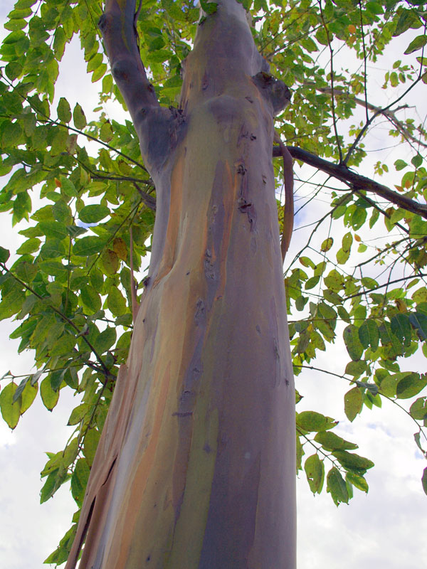 Eucalyptus deglupta , Rainbow Eucalyptus, Mindanao Gum, Rainbow Gum