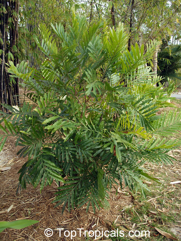 Filicium decipiens , Japanese Fern Tree 