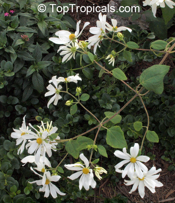 Montanoa atriplicifolia, Daisy Vine, Daisy Tree