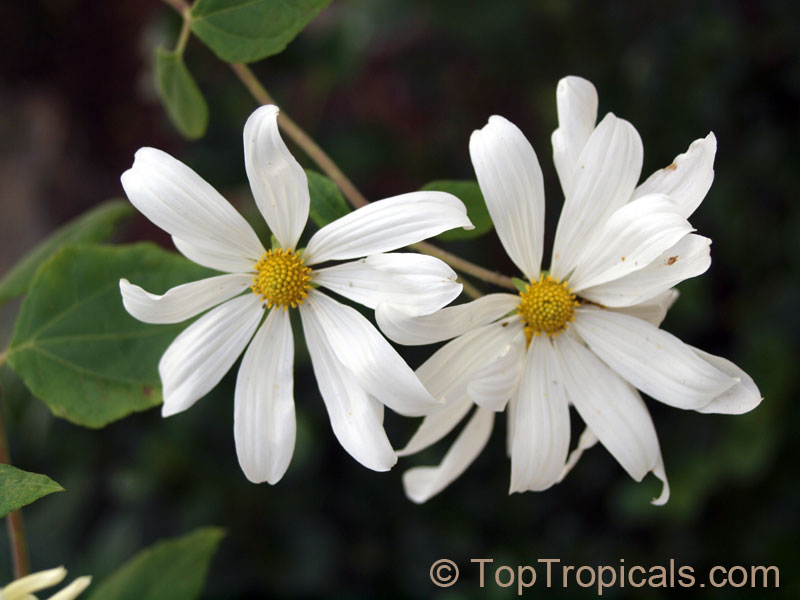 Montanoa atriplicifolia, Daisy Vine, Daisy Tree