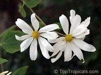 Montanoa guatemalensis, Daisy Vine, Daisy Tree

Click to see full-size image
