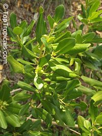 Rapanea Punctata TopTropicals.com
