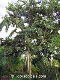 Piscidia piscipula, Jamaica Dogwood - TopTropicals.com