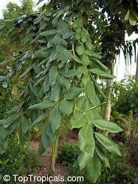 Piscidia piscipula, Jamaica Dogwood

Click to see full-size image