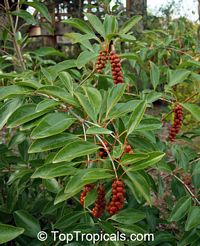 Citharexylum fruticosum, Fiddlewood

Click to see full-size image
