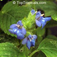 Salvia hispanica, Chia

Click to see full-size image