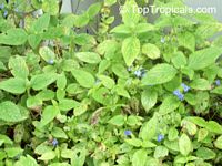 Salvia hispanica, Chia

Click to see full-size image