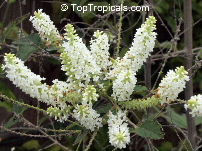 Aloysia gratissima, Lippia lycioides, Aloysia lycioides, Whitebrush, Beebrush