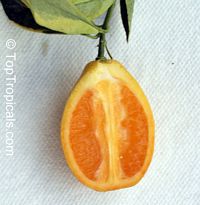 Fortunella margarita, Oval Kumquat