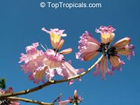Tabebuia impetiginosa, Handroanthus heptaphyllus, Dwarf Pink Tabebuia, Ant Wood

Click to see full-size image