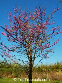 Cercis canadensis, Eastern Redbud, Judas Tree, Love Tree

Click to see full-size image