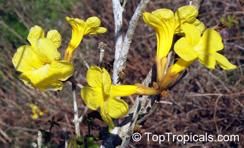 Handroanthus chrysotrichus, Tabebuia chrysotricha, Tabebuia chrysantha, Dwarf Golden Tabebuia