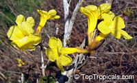 Handroanthus chrysotrichus, Tabebuia chrysotricha, Tabebuia chrysantha, Dwarf Golden Tabebuia

Click to see full-size image
