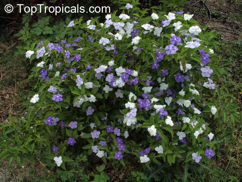 Brunfelsia pauciflora Compacta - Dwarf Yesterday-Today-Tomorrow in the garden