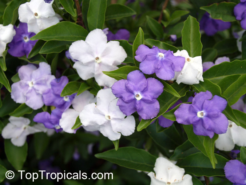 Yesterday-Today-Tomorrow, Brunfelsia from Brazil