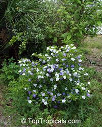 Brunfelsia australis, Brunfelsia bonodora, Brunfelsia latifolia, Yesterday-Today-and-Tomorrow