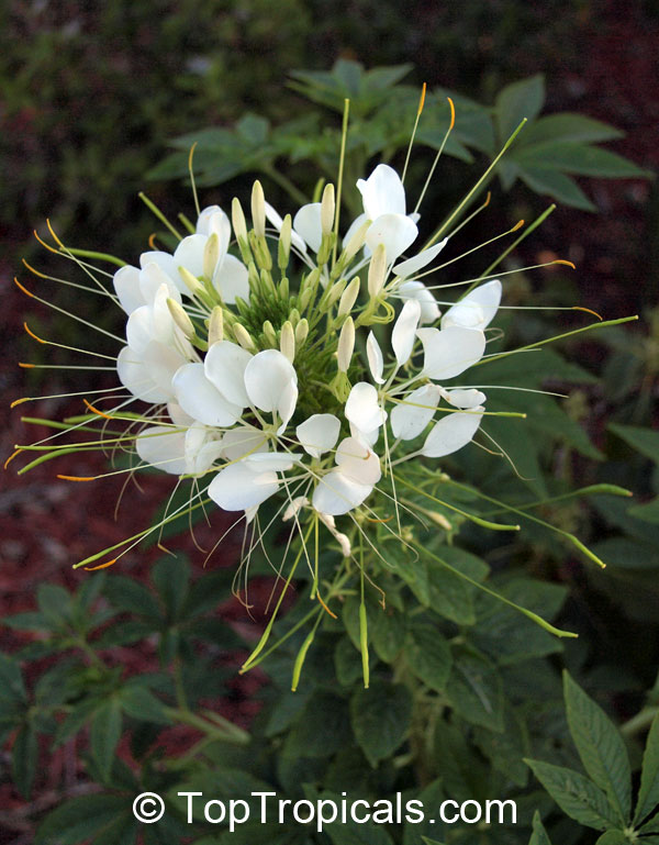 Cleome hassleriana, Cleome spinosa, Spider Flower, Crown Flower