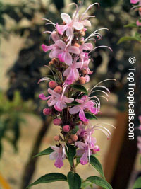 Clerodendrum mastacanthum, Rotheca mastacantha, Rotheca mastacanthus, Rotheca macrodonta, Pink Butterfly Bush