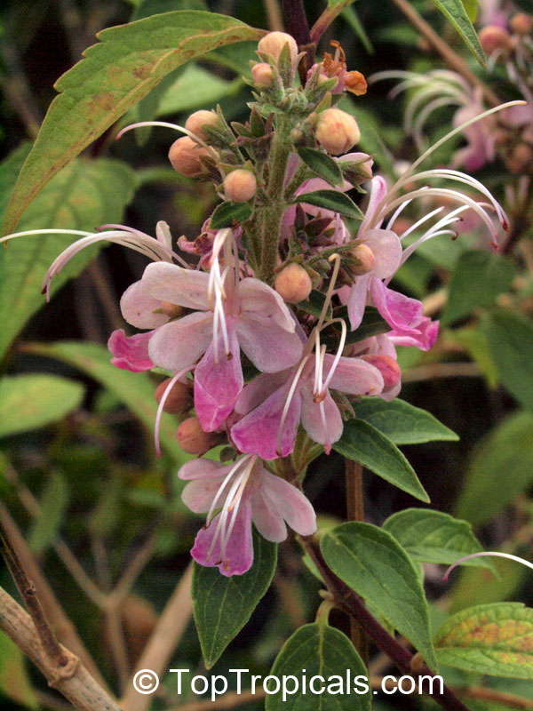 Clerodendrum mastacanthum (Rotheca mastacantha) - Pink Butterfly Bush