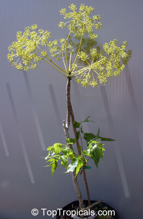 Steganotaenia araliacea, Carrot Tree