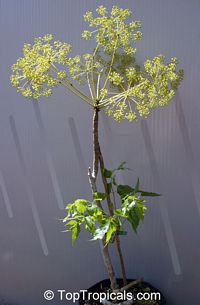 Steganotaenia araliacea, Carrot Tree

Click to see full-size image