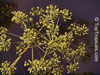 Steganotaenia araliacea, Carrot Tree