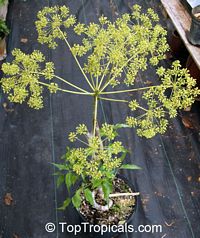 Steganotaenia araliacea, Carrot Tree