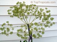 Steganotaenia araliacea, Carrot Tree

Click to see full-size image