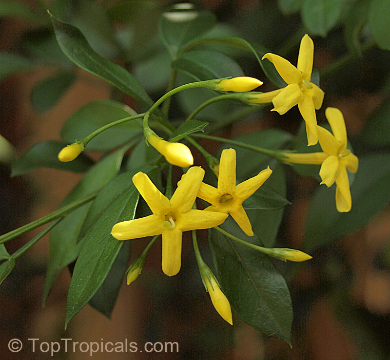 Jasminum odoratissimum, Jasminum floridum, Jasminum fruticans, Showy Jasmine, Florida Jasmine, Yellow Jasmine, Fruity Jasmine