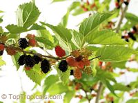 Morus sp., Mulberry. Everbearing Mulberry