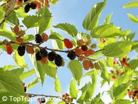 Mulberry tree Dwarf Everbearing (Morus   sp.)