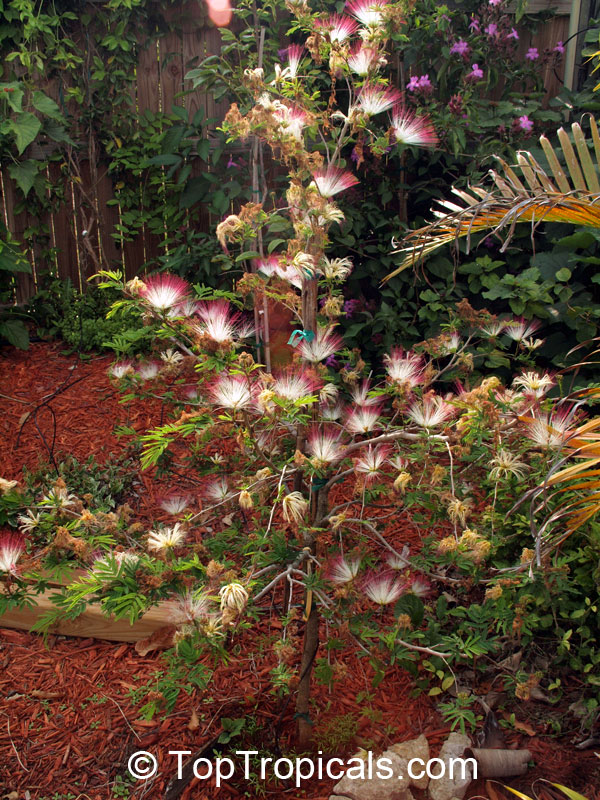 Calliandra parvifolia, Powderpuff, Pink Calliandra, Plumerillo Rosado