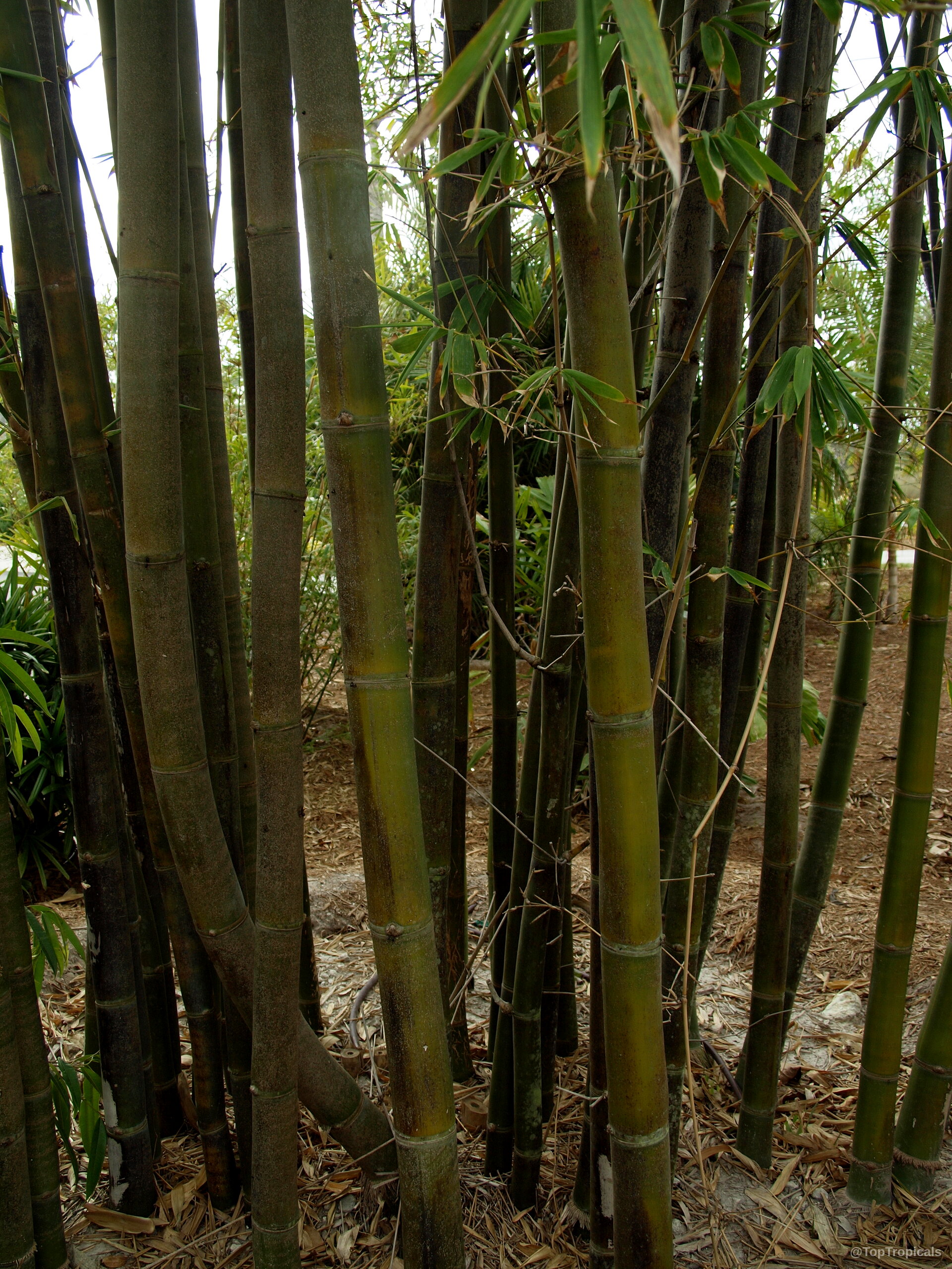 Bambusa sp. (Common bamboo) stands as a collection of vertical woody stalks with yellow coloring. Bambusa sp. (Common bamboo) brown and yellow plant stalks standing tall in a dense cluster.