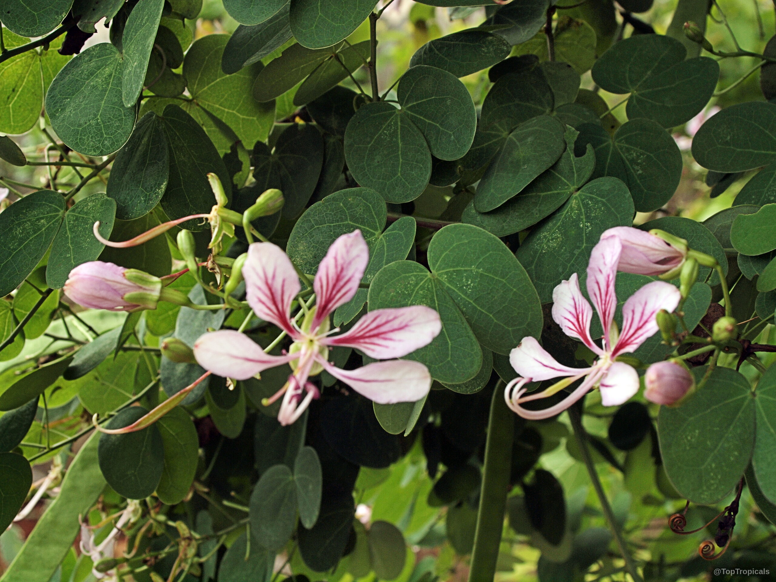 Bauhinia corymbosa (Vining bauhinia) pink flower petals and rounded green leaves on climbing vine stems Bauhinia corymbosa (Vining bauhinia) with pink flower and green leaves in close up view