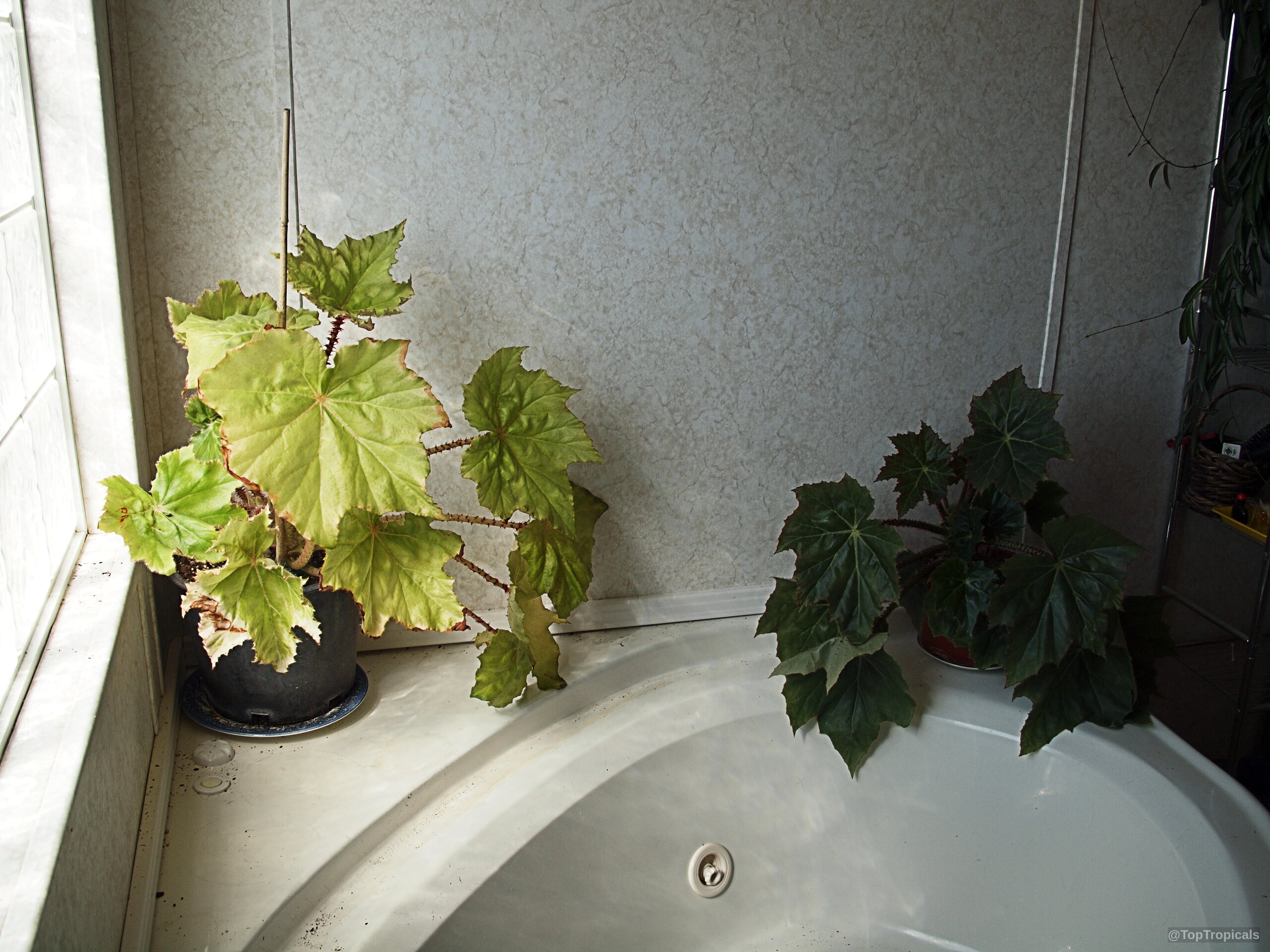 Begonia (Begonia) sp. includes one lime green and one dark green plant in plastic pots. Begonia (Begonia) sp. plant with lime green and dark green leaves in two containers