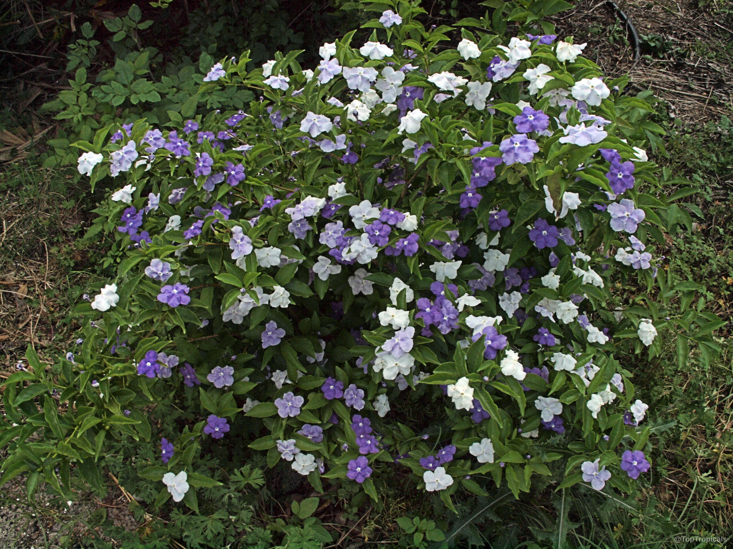 Brunfelsia pauciflora (Brazil Raintree) shrub loaded with many small purple and white circular flower blooms. Brunfelsia pauciflora (Brazil Raintree) purple and white flower plant showing multi-colored petals on branches.