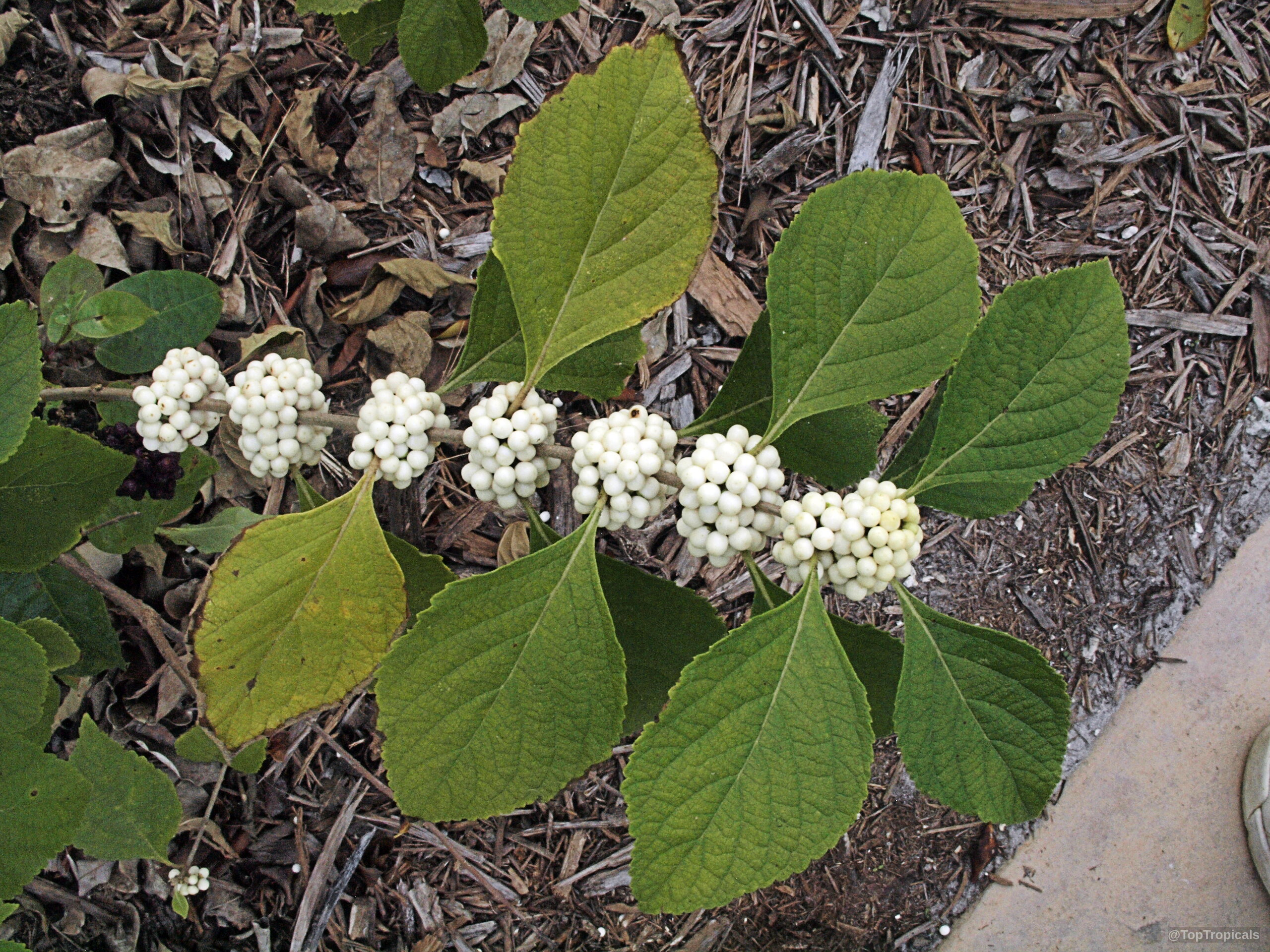Callicarpa americana (American Beautyberry) with clusters of white fruit along a leafy green branch. Callicarpa americana (American Beautyberry) white fruit on a green branch in a close up.