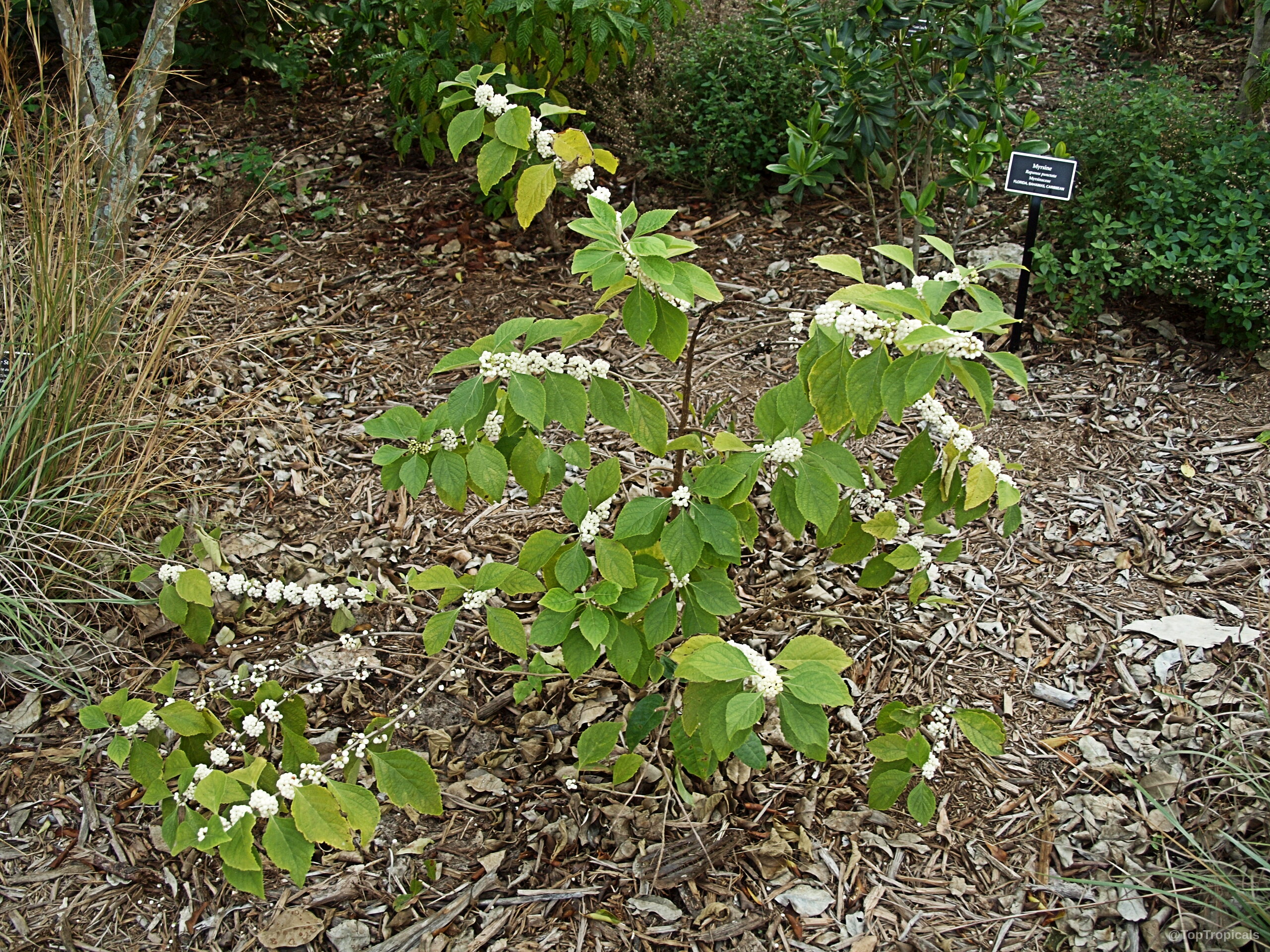 Callicarpa americana (American Beautyberry) with clusters of white fruit along the stems Callicarpa americana (American Beautyberry) white fruit on green plant leaves