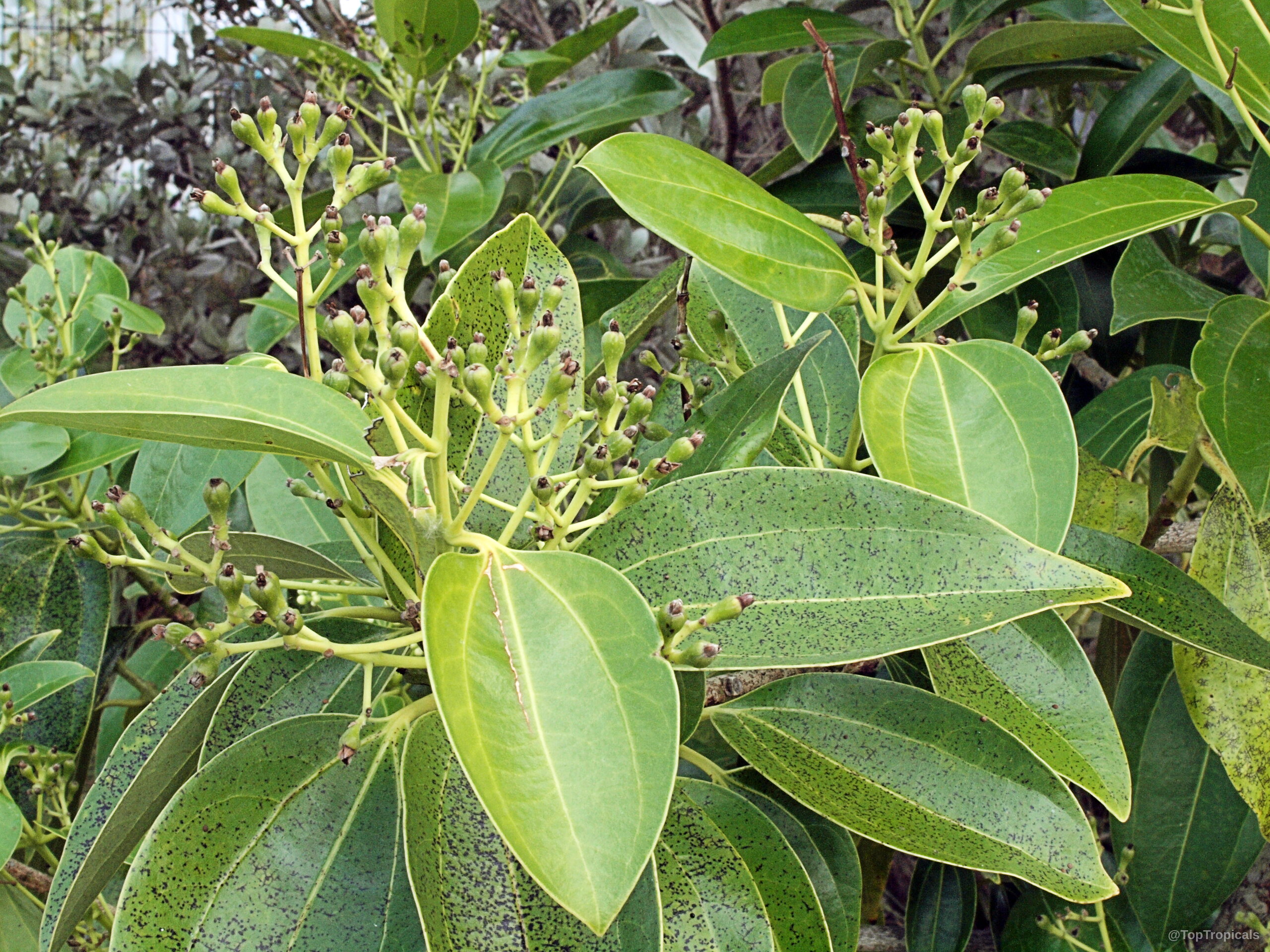 Cinnamomum zeylanicum (Cinnamon) showing clusters of developing fruit among oval green waxy foliage on branches. Cinnamomum zeylanicum (Cinnamon) green leaves with small fruit clusters in a close up view.