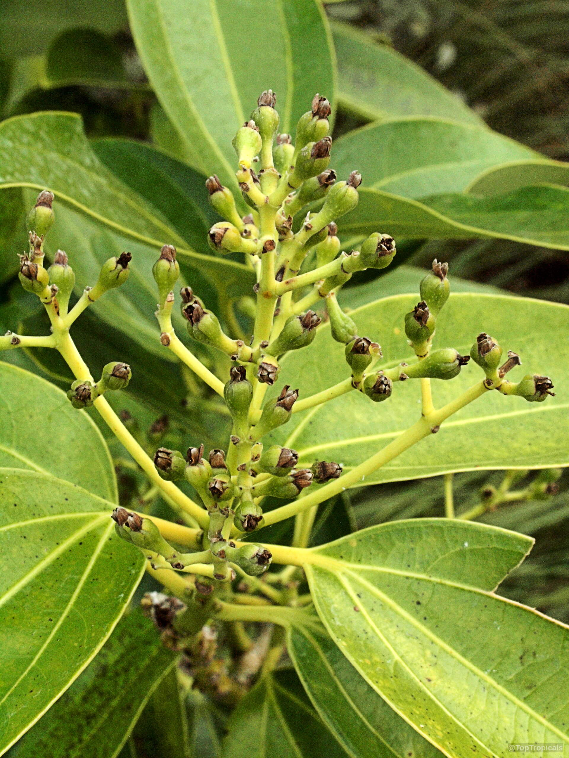 Cinnamomum zeylanicum (Cinnamon) stems with light green buds emerging above wide oval shaped leaves. Cinnamomum zeylanicum (Cinnamon) green plant, close up of small immature flower buds and leaves.