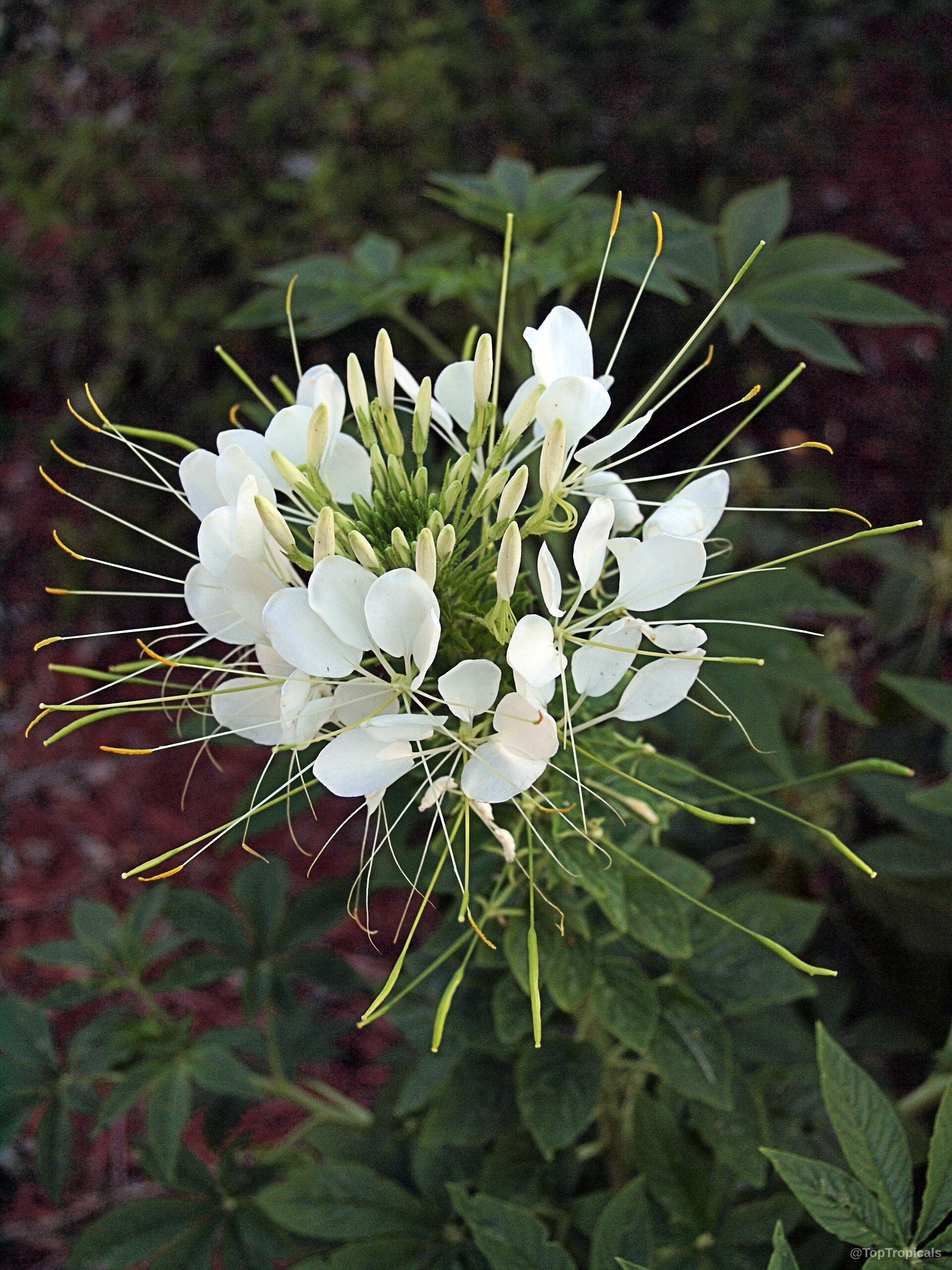 Cleome hassleriana (Spider Flower) white flower with extended stamens rising above dark green serrated leaves. Cleome hassleriana (Spider Flower) white flower close up with long thin yellow tipped stamens