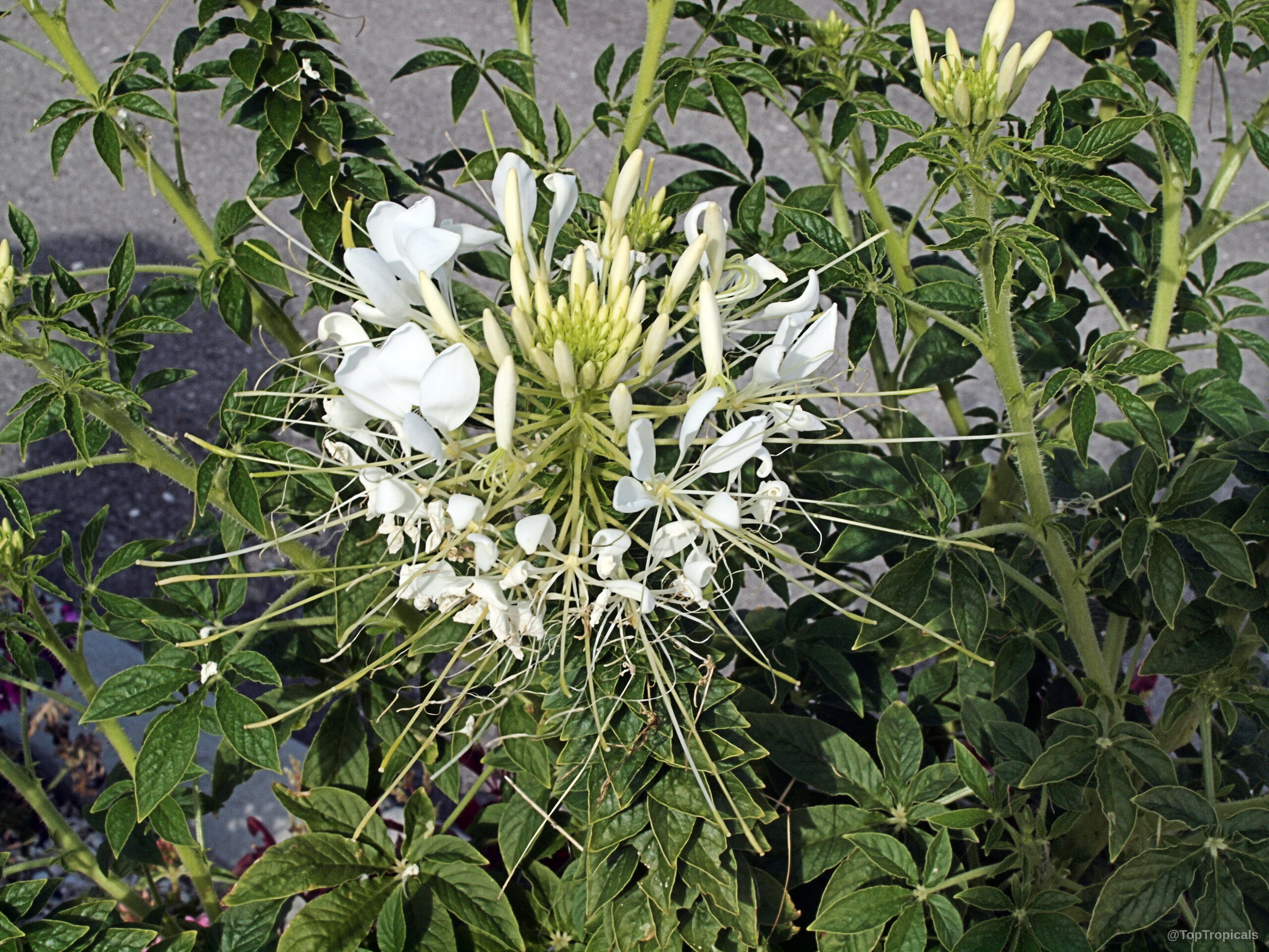 Cleome hassleriana (Spider Flower) white petals on the round flower cluster with green foliage. Cleome hassleriana (Spider Flower) white flower cluster with green leaves in a close up view.
