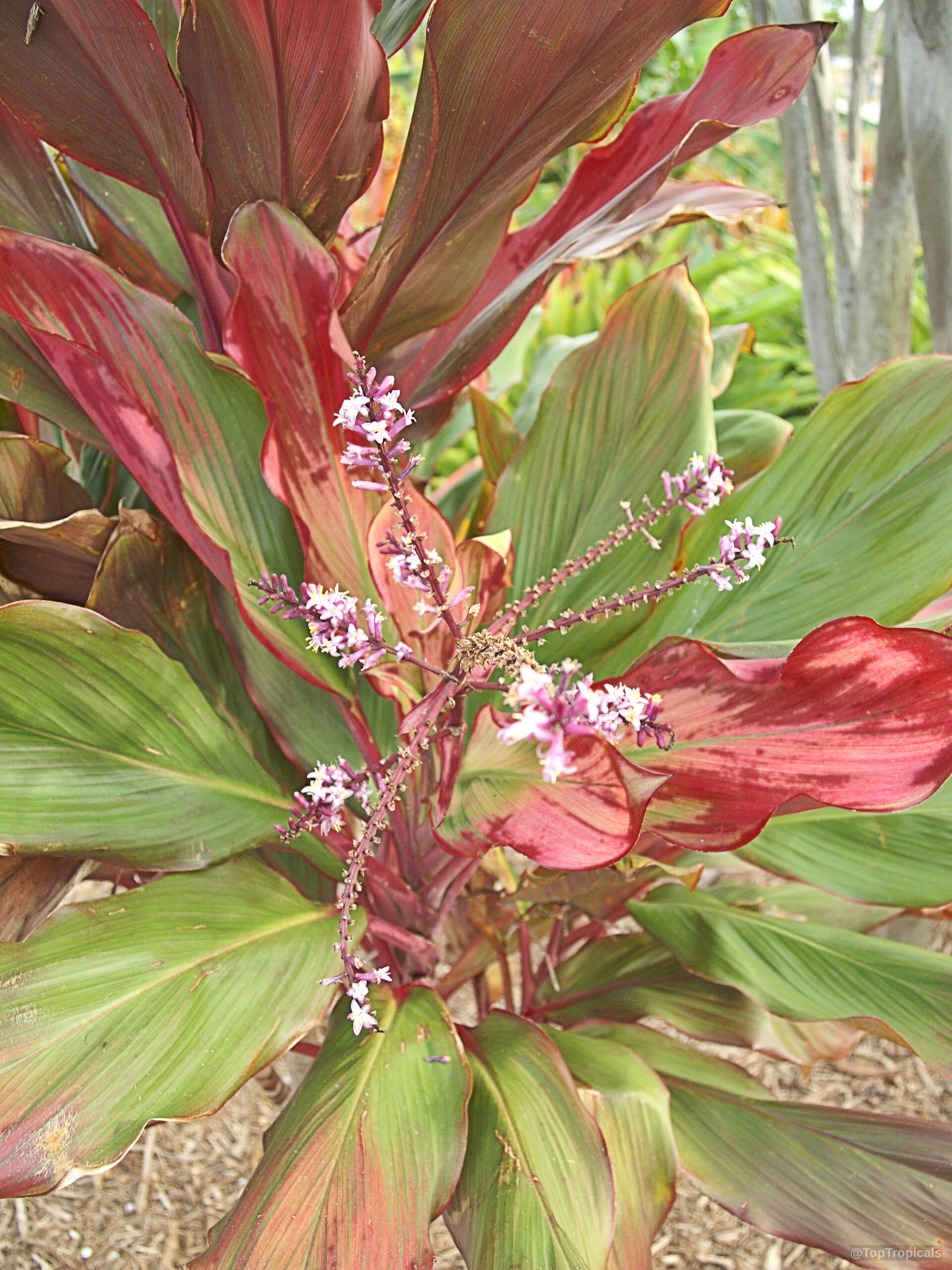 Cordyline fruticosa (Hawaiian Ti Leaf) with broad red foliage and small purple flower stalks. Cordyline fruticosa (Hawaiian Ti Leaf) with red leaves and purple flower, close up.
