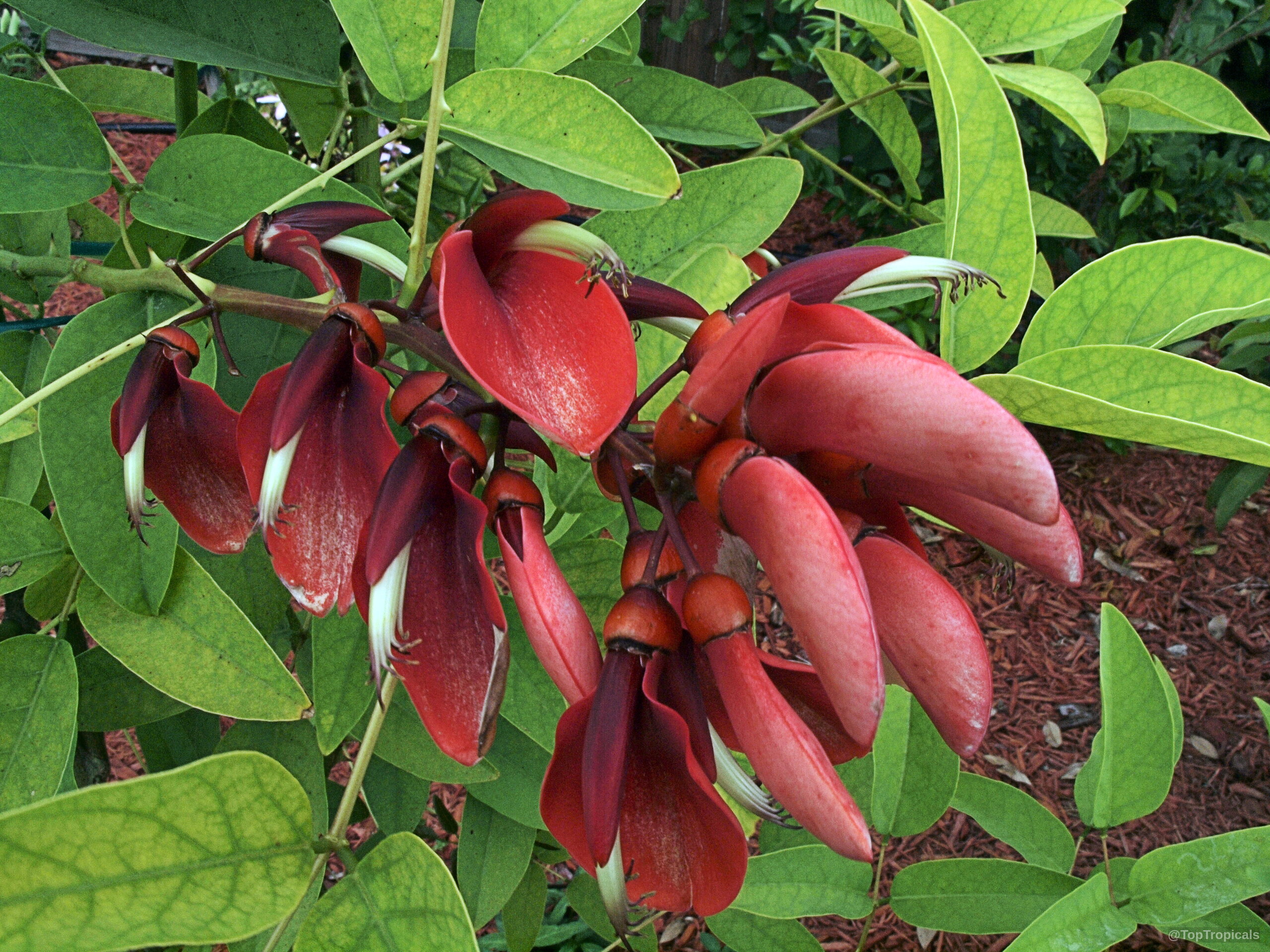 Erythrina crista-galli (Cry Baby Tree) with vibrant red flowers among light green oval-shaped foliage leaves. Erythrina crista-galli (Cry Baby Tree) red flower close up with green leaves in the background