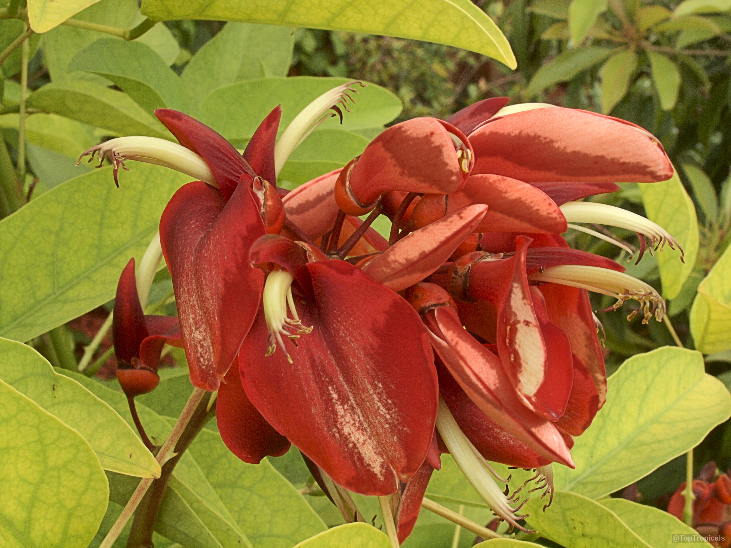 Erythrina crista-galli (Cry Baby Tree) red curved flowers nestled among broad light green leaves Erythrina crista-galli (Cry Baby Tree) red flower close up with green leaves behind