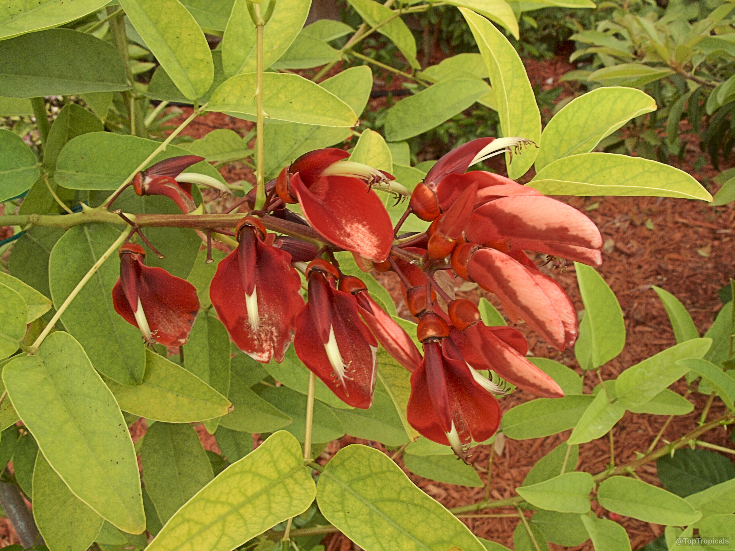 Erythrina crista-galli (Cry Baby Tree) with numerous red flowers and green foliage close up Erythrina crista-galli (Cry Baby Tree) red flower cluster close up among green leaves
