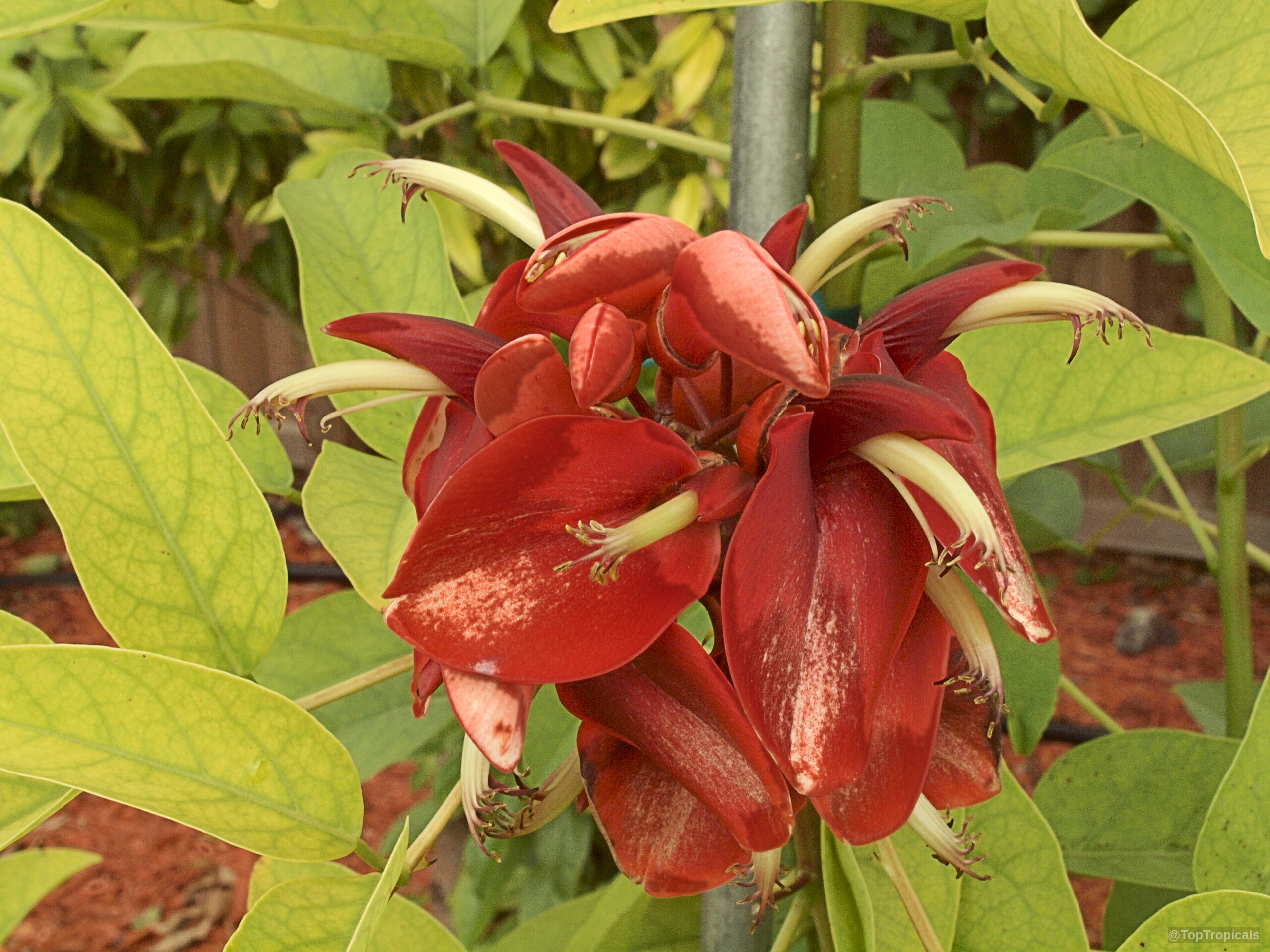 Erythrina crista-galli (Cry Baby Tree) with vibrant red curved petals and long pointed shapes. Erythrina crista-galli (Cry Baby Tree) red flower cluster close up on green leaves