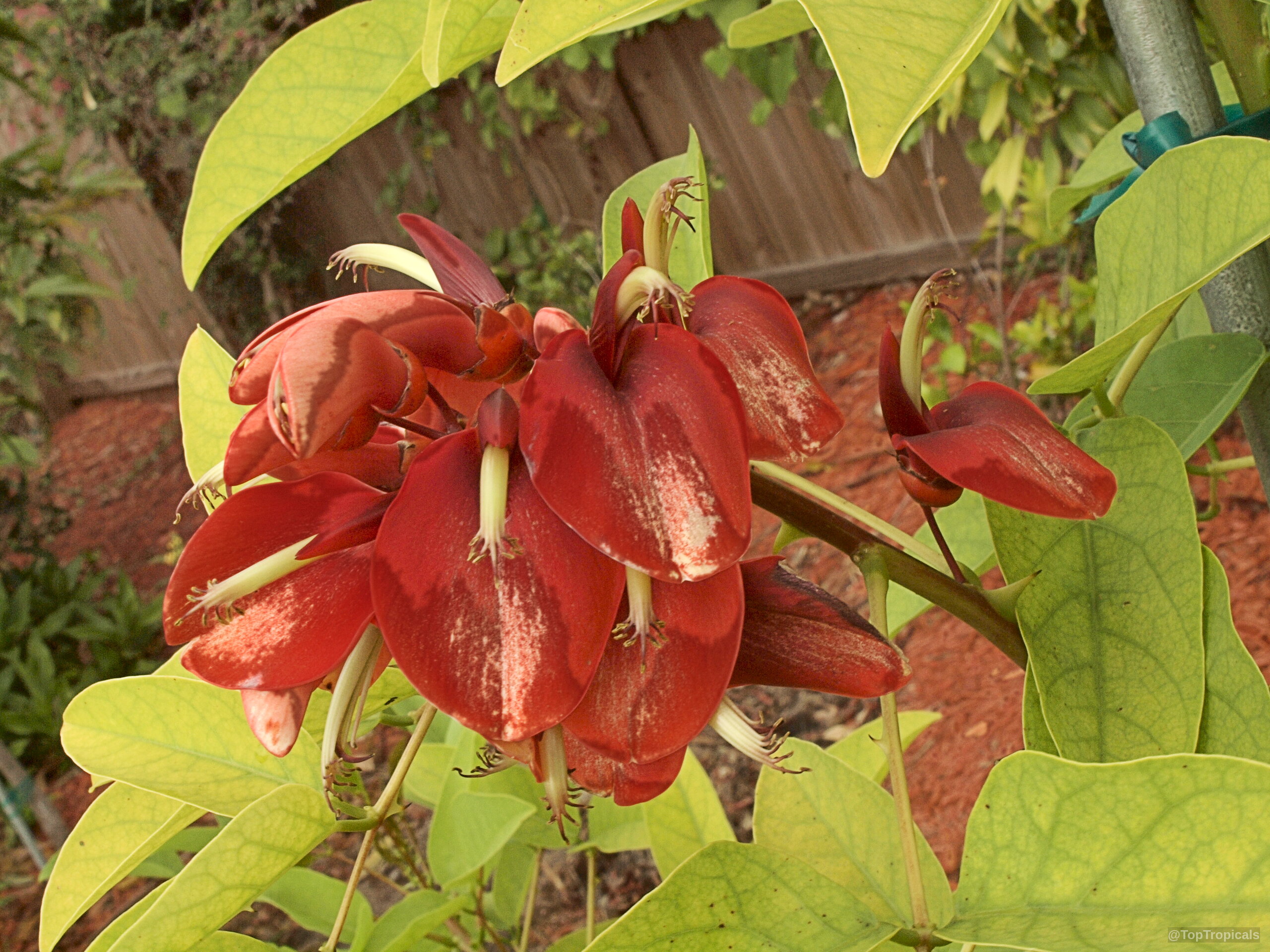 Erythrina crista-galli (Cry Baby Tree) with clusters of bold red flower petals and green leaves. Erythrina crista-galli (Cry Baby Tree) with red flower clusters, close up of plant branch.