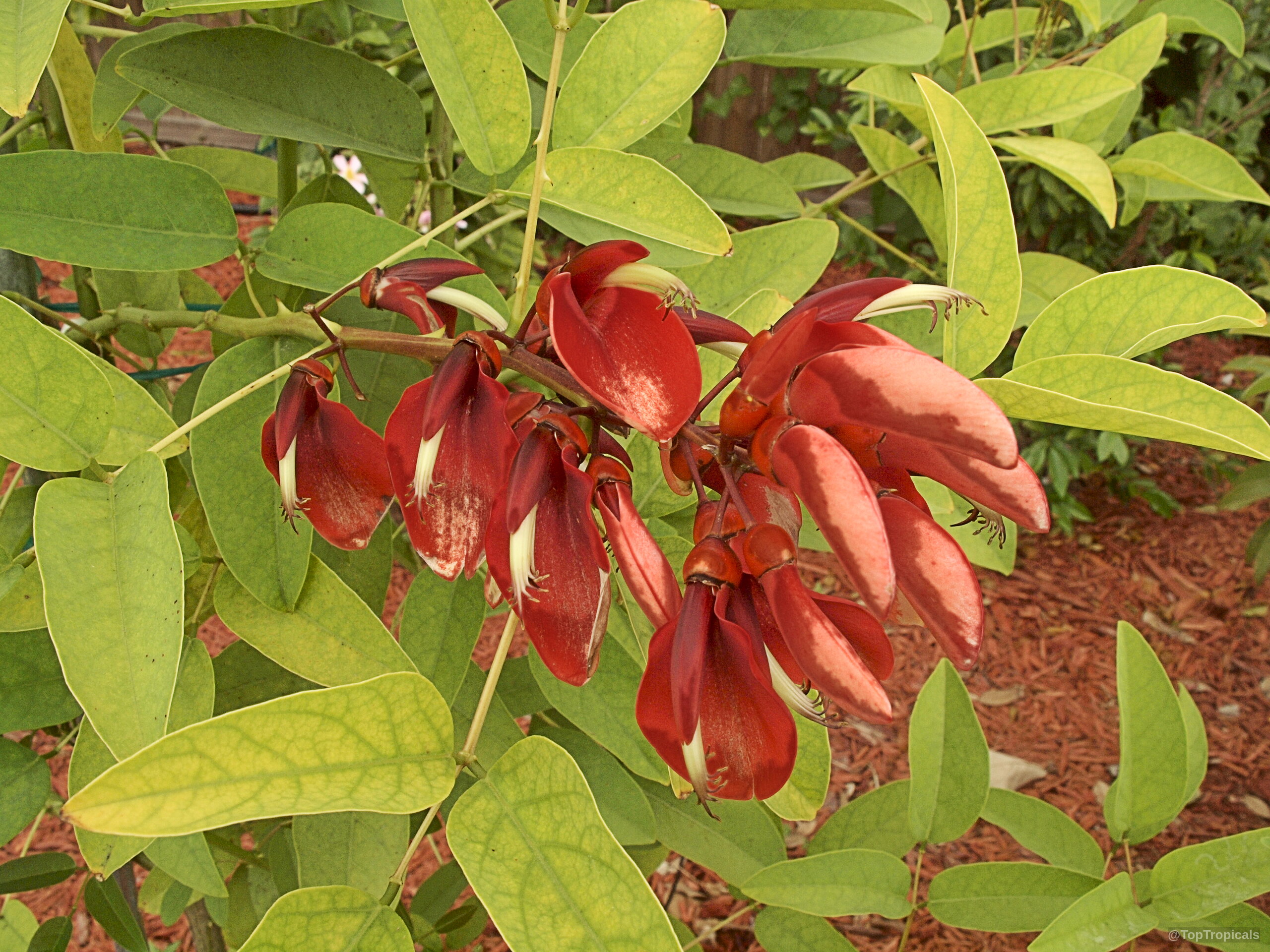 Erythrina crista-galli (Cry Baby Tree) with clusters of curved red flower shapes and green foliage. Erythrina crista-galli (Cry Baby Tree) with red flower and green leaves close up