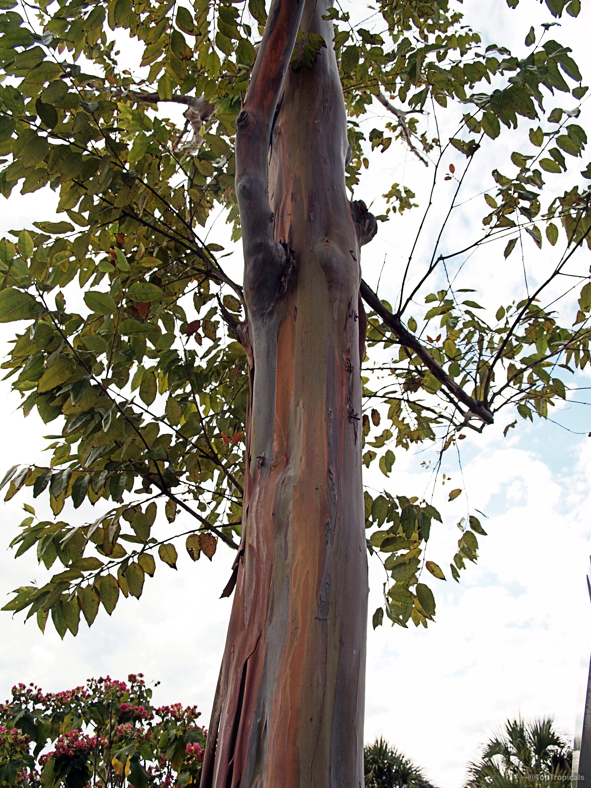 Eucalyptus deglupta (Rainbow Eucalyptus) tree trunk showing layers of orange, purple, and green bark strips. Eucalyptus deglupta (Rainbow Eucalyptus) multi color tree trunk with green leaves in the sun